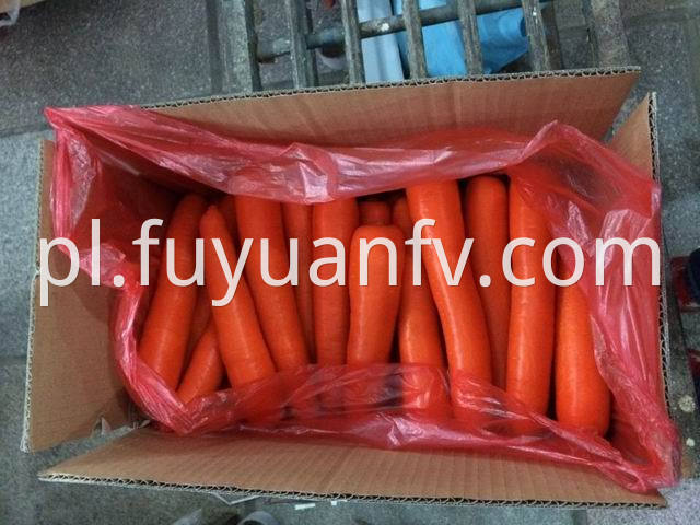 xiamen carrot 